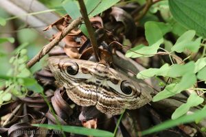 旋目夜蛾 Spirama retorta