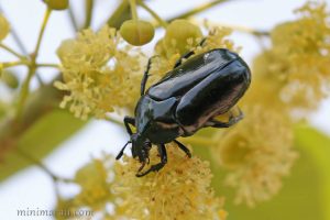 暗藍異花金龜 Thaumastopeus nigritus