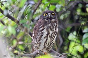 北鷹鴞 Northern Boobook