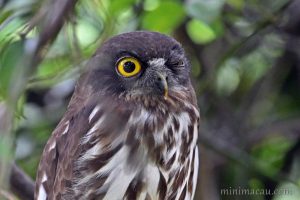 北鷹鴞 Northern Boobook