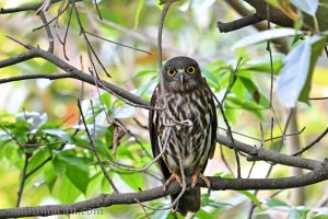 北鷹鴞 Northern Boobook