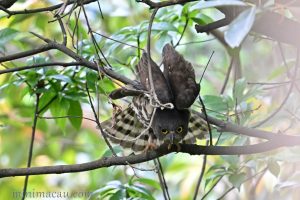 北鷹鴞 Northern Boobook