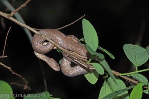 紫沙蛇 Psammodynastes pulverulentus