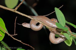 紫沙蛇 Psammodynastes pulverulentus