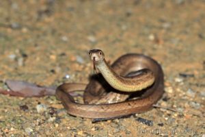 紫沙蛇 Psammodynastes pulverulentus