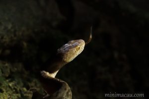 紫沙蛇 Psammodynastes pulverulentus