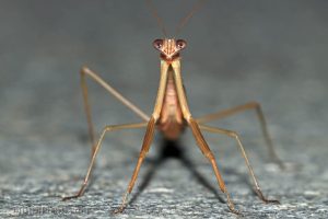 中華大刀螳 Tenodera sinensis