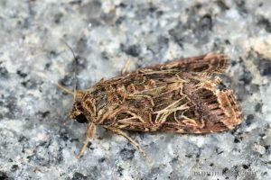 斜紋夜蛾 Spodoptera litura