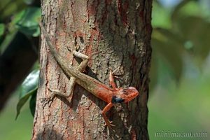 變色樹蜥 Calotes versicolor