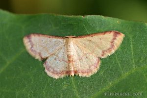 紫帶姬尺蛾 Idaea impexa
