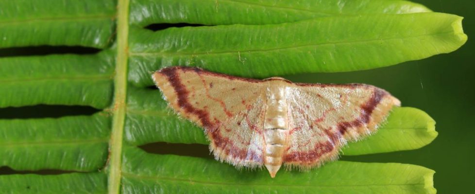 紫帶姬尺蛾 Idaea impexa