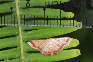紫帶姬尺蛾 Idaea impexa