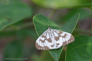 異粉蝶燈蛾 Nyctemera adversata