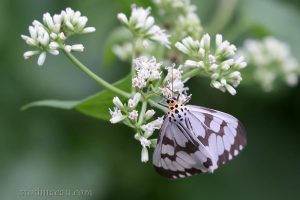 異粉蝶燈蛾 Nyctemera adversata