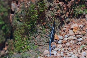 四線石龍子 Plestiodon quadrilineatus