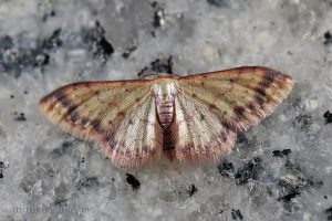 Idaea impexa紫帶姬尺蛾