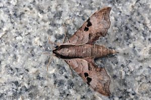 雙斑天蛾 Enpinanga assamensis