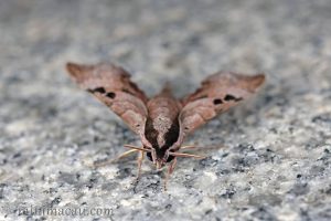 雙斑天蛾 Enpinanga assamensis