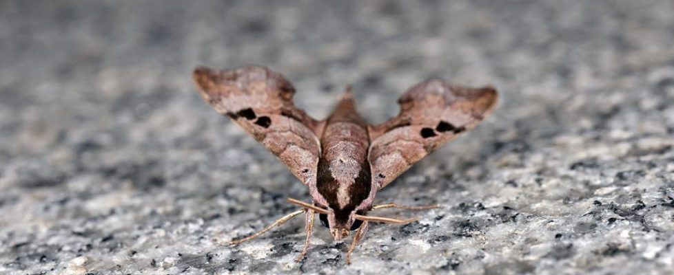 雙斑天蛾 Enpinanga assamensis