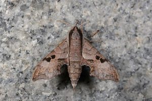 雙斑天蛾 Enpinanga assamensis