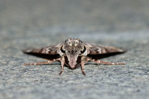 霜天蛾 Psilogramma menephron