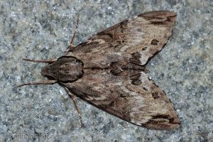 霜天蛾 Psilogramma menephron