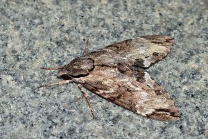 霜天蛾 Psilogramma menephron