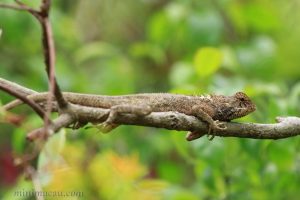 變色樹蜥 Calotes versicolor