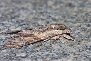 甘薯天蛾 Agrius convolvuli
