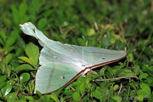 綠尾大蠶蛾 Actias selene