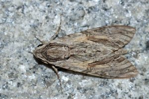 甘薯天蛾 Agrius convolvuli