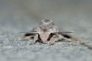 甘薯天蛾 Agrius convolvuli