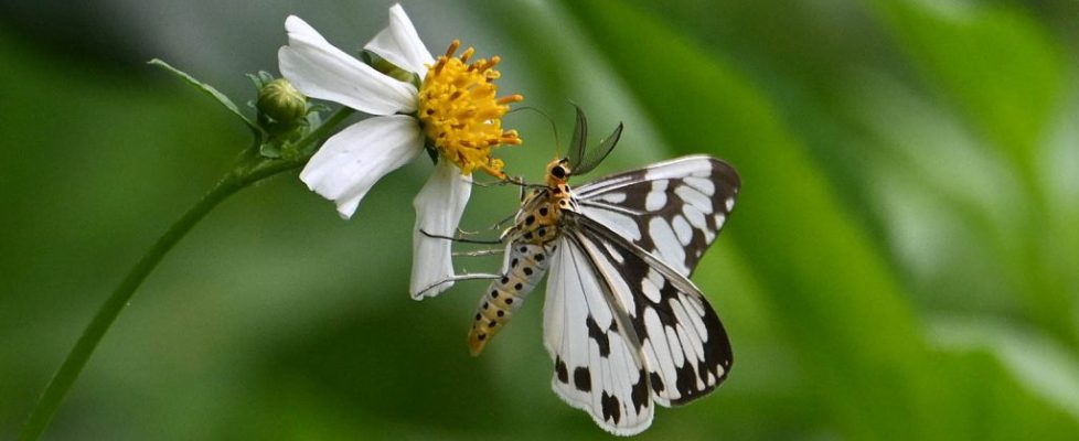 異粉蝶燈蛾 Nyctemera adversata