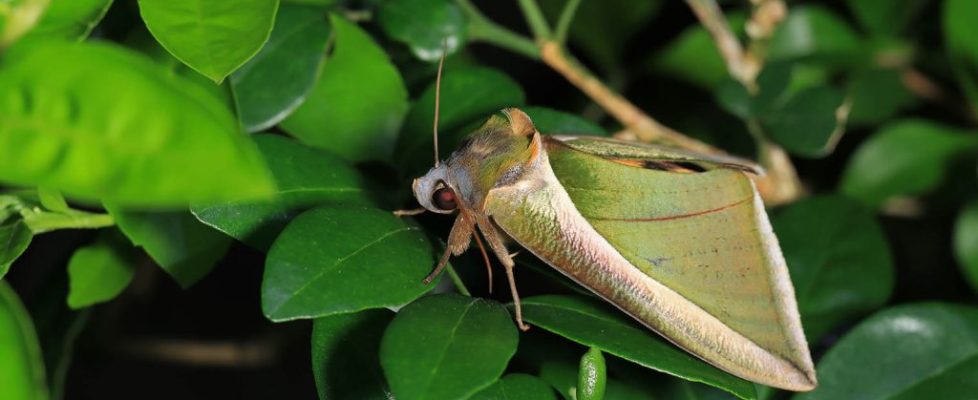 艷落葉夜蛾 Eudocima salaminia