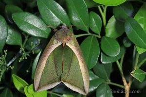 艷落葉夜蛾 Eudocima salaminia