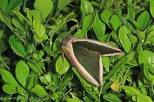 艷落葉夜蛾 Eudocima salaminia