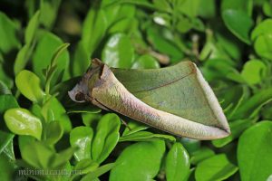 艷落葉夜蛾 Eudocima salaminia