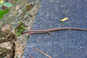 南滑蜥 Scincella reevesii