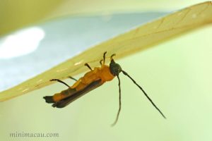 凹尾筒天牛 Oberea walkeri