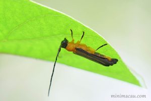 凹尾筒天牛 Oberea walkeri