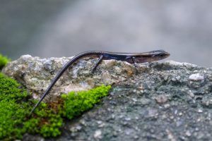 南滑蜥 Scincella reevesii
