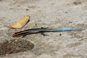 四線石龍子 Plestiodon quadrilineatus