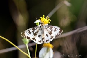 異粉蝶燈蛾 Nyctemera adversata