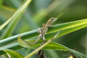 變色樹蜥 Calotes versicolor