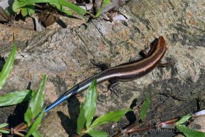 四線石龍子 Plestiodon quadrilineatus