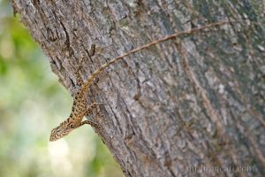 變色樹蜥 Calotes versicolor