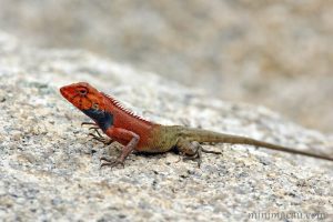 變色樹蜥 Calotes versicolor