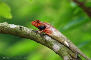 變色樹蜥 Calotes versicolor