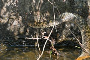 黃斑漁游蛇 Xenochrophis flavipunctatus