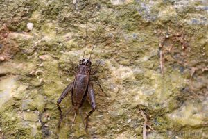 小扁頭蟋蟀 Loxoblemmus equestris
